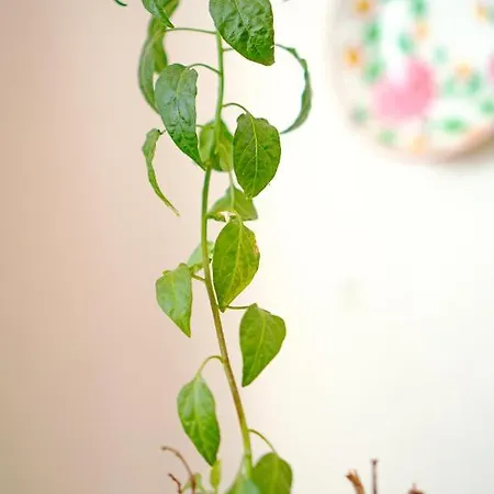 Casa Mouriscas Feriehus