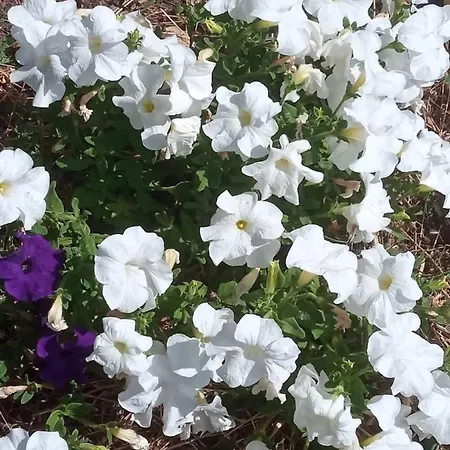 Casa Mouriscas Tatil Evi Casalao