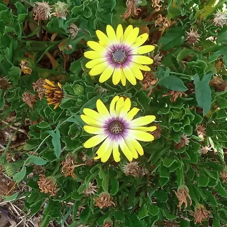 Casa Mouriscas Feriehus