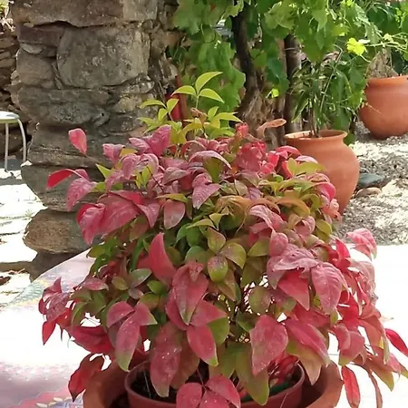 Casa Mouriscas Tatil Evi *