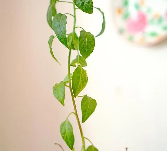 Casa Mouriscas Semesterbostad