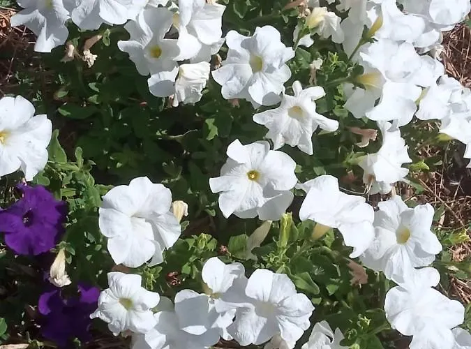 Casa Mouriscas Semesterbostad Casalao